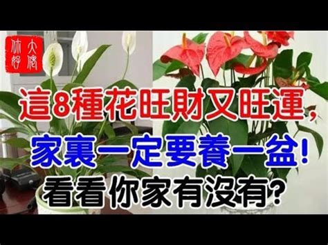 紅掌風水|【紅掌風水】解密紅掌風水：擺放禁忌、招財位及作用。